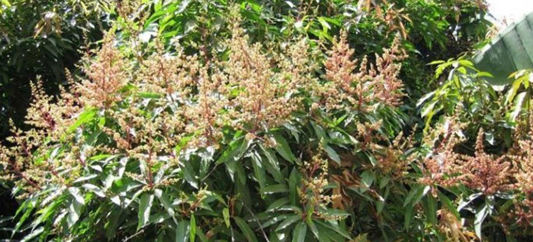 आँपको मजुरामा मधुवा किराको प्रकोप, किसान चिन्तित