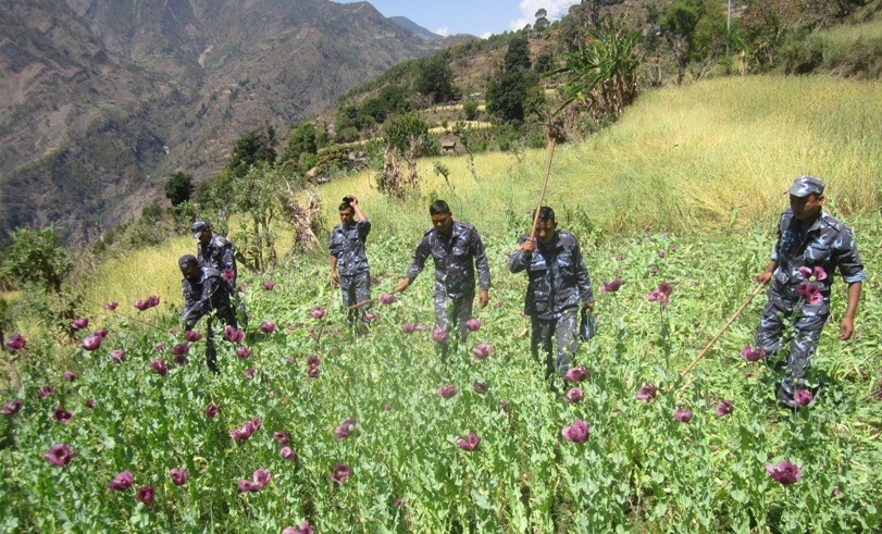 प्रहरीद्धारा दाङ्मा ठुलो मात्रामा अफिम पक्राउ