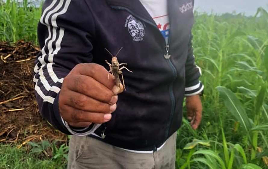 मकै र धानबालीमा सलहको झुण्ड