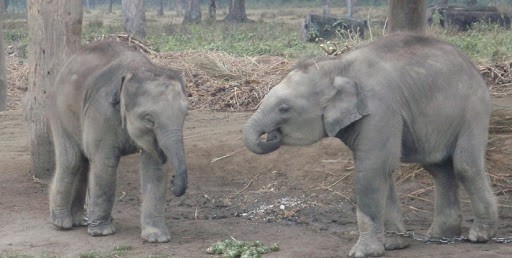 जुम्ल्याहा हात्ती ‘राम–लक्ष्मण’ अंकित हजारको नोट चलनचल्तीमा