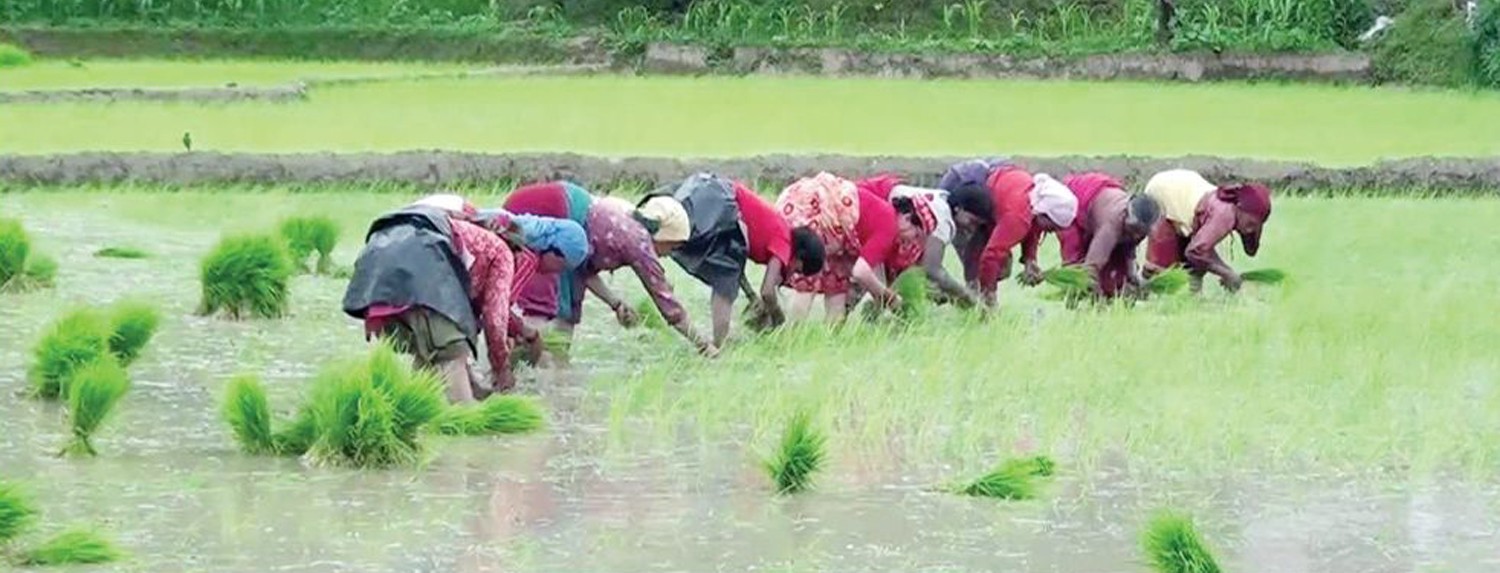 बाँकेमा २ प्रतिशत मात्र रोपाई
