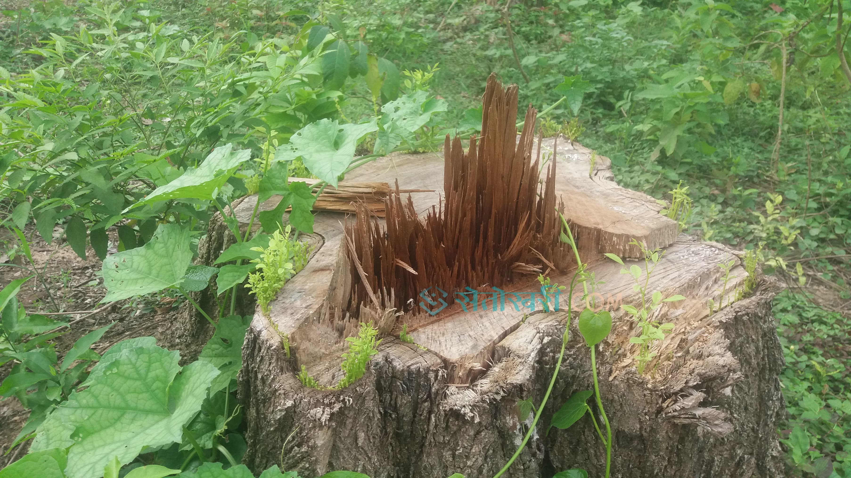 वन विनास गर्ने वन हाकिमलाई कारवाहीका लागि सिफारिस
