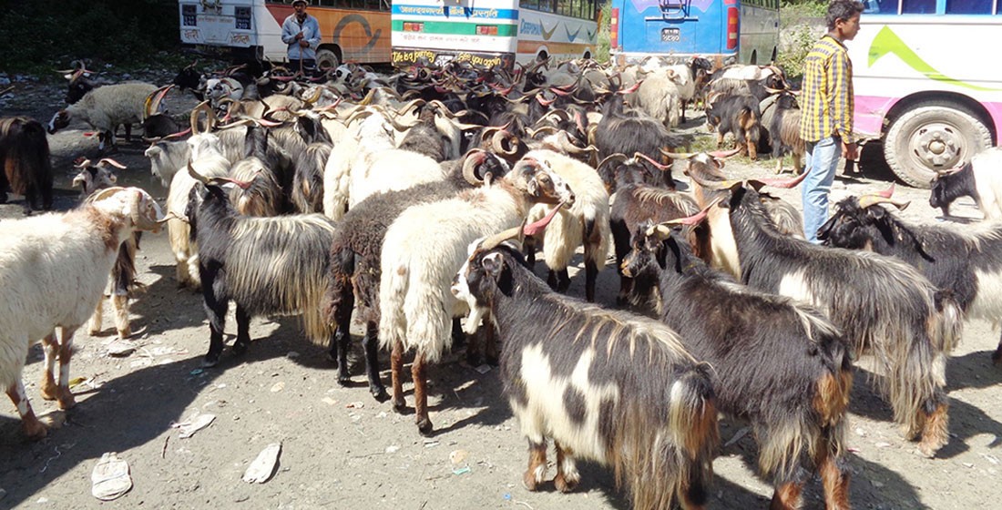 दशैँका लागि मुस्ताङबाट १२ हजार भेडा तथा च्याङ्ग्रा पोखरा ल्याइँदै