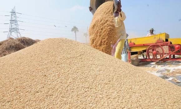 धानको समर्थन मूल्यले किसान लाभान्वित