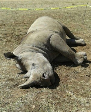 गैँडाको माउ र बच्चा मृत फेला