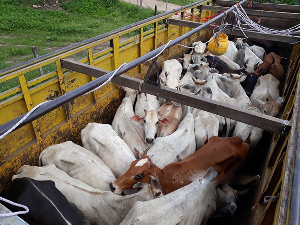 प्रहरी प्रशासनको मिलोमतोमा सिन्धुलीबाट दिनहुँ हजारौं गाई गोरु भारततर्फ अबैध तस्करी