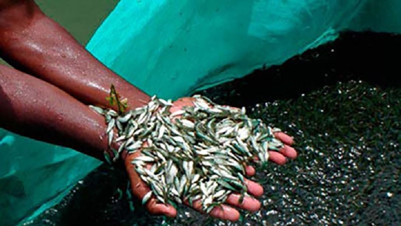 ७५ बिघामा माछा पोखरी बनाइँदै, माछा विकासका लागि रु दुई करोड ८० लाख विनियोजन