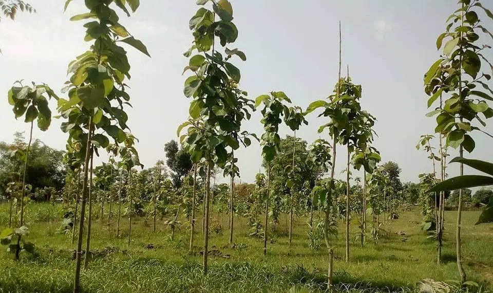 बाँकेमा निजी वनप्रति आकर्षण बढ्दो