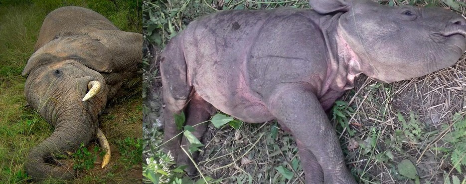 हात्ती र गैँडाको बच्चा मरे
