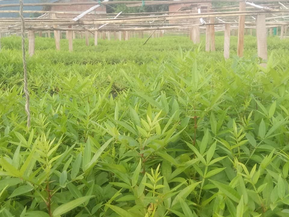 रोग प्रतिरोधात्मक प्रजातिको जडीबुटी उत्पादन गर्न नर्सरी स्थापना