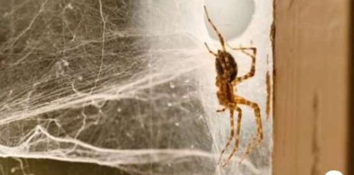 डोटीका सबै सरकारी कार्यालयमा उजूरीपेटिकामा माकुराको जालो र बारुलाको गोलो