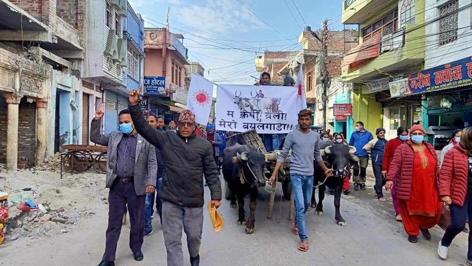 बयलगाडा लिएर प्रचण्ड–नेपाल पक्ष सीडीओ कार्यालय पुगे