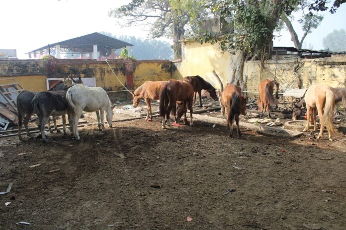 भन्सार छलि ल्याइएका घोडा खच्चड भन्सार कार्यालय बुझाइयो