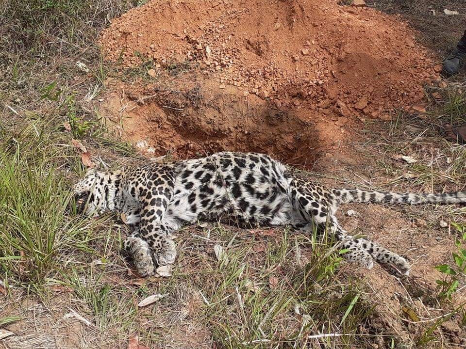 घाइते अवस्थामा उद्धार गरिएको चरी बाघको मृत्यु