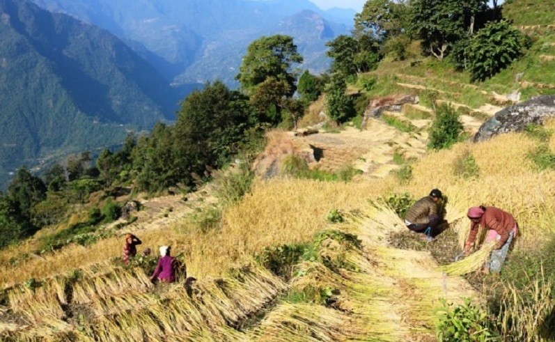 अत्यधिक वर्षाका कारण जुम्लामा पाकेको मार्सीधान नष्ट