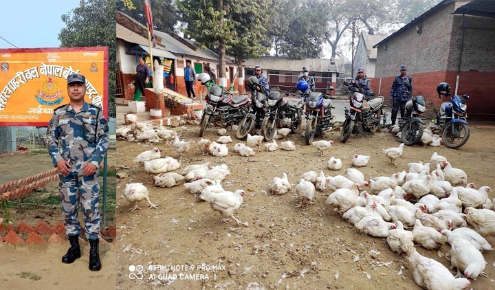 सशस्त्रका प्रहरी निरीक्षक हिमालले पाँच क्विन्टल अबैध ब्रोइलर कुखुरासहित ७ जनालाई नियन्त्रणमा लिए