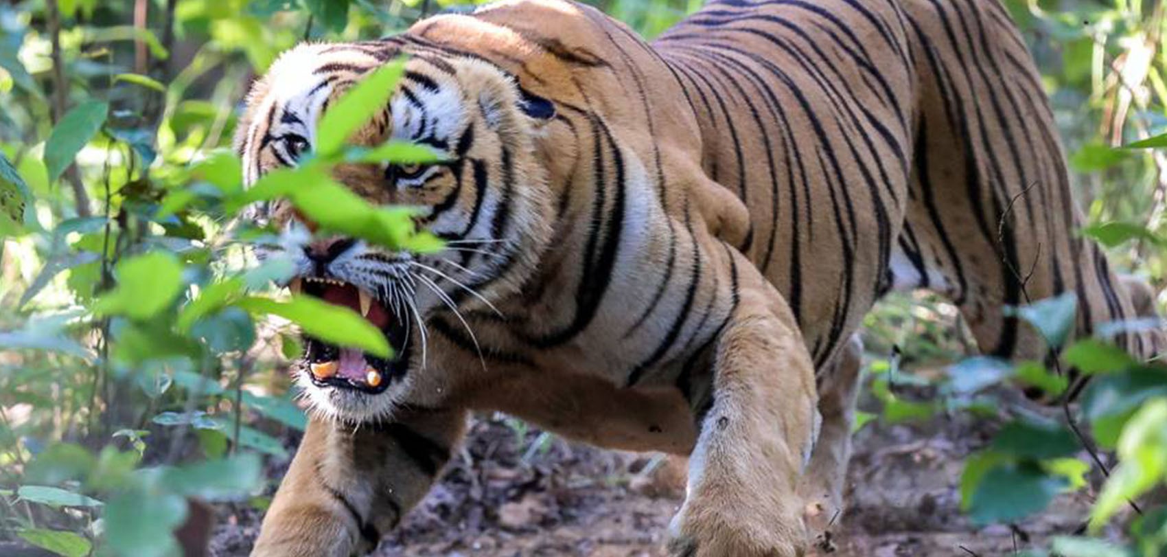 गोठालो गएका झुठारीलाई बाघले खायो