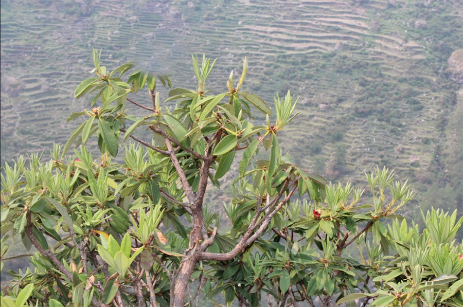 फुलेन लालीगुराँस, फलेनन् चुत्रो र ऐँसेलु