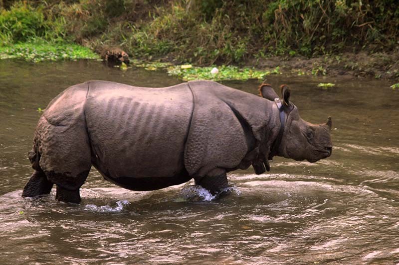 चितवन राष्ट्रिय निकुञ्जको पश्चिमी क्षेत्रमा गैँडा धेरै