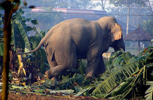 हात्ती आतङ्क : मरहा खोला छेउको बस्तीका सात वटा घर भत्कायो