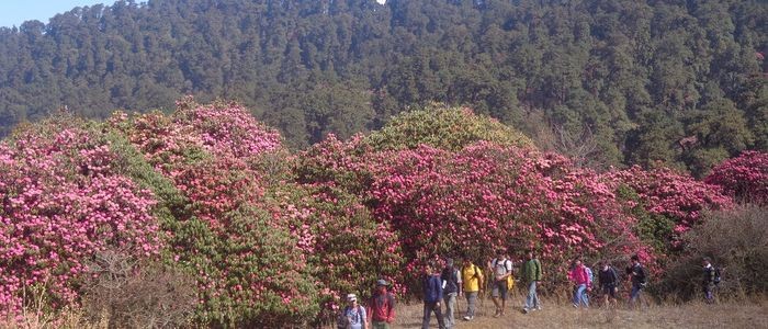 गुराँसको जङ्गलभित्र घोडा र साइकल मार्ग