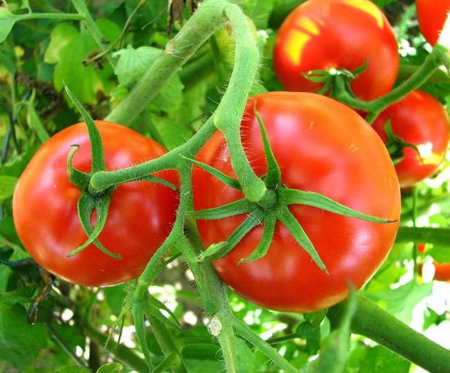 व्यवसायिक कृषक गङ्गाबहादुरको मेहेनतको कथा