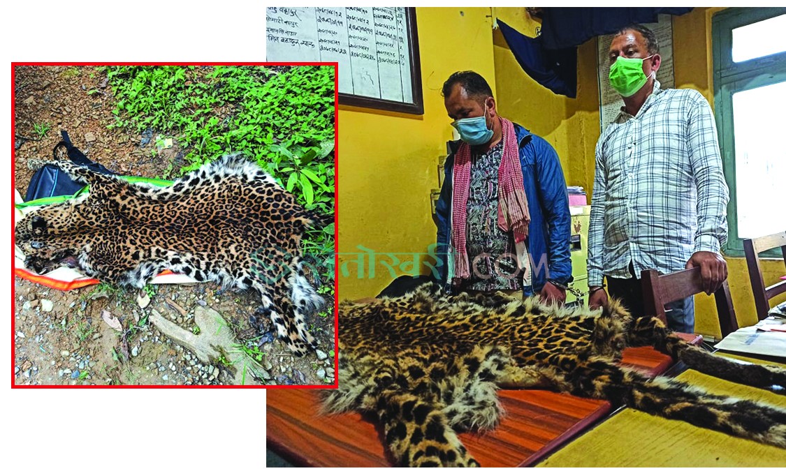 प्रहरीको आरटीआई टोलीद्वारा चितुवाको छालासहित २ जना पक्राउ