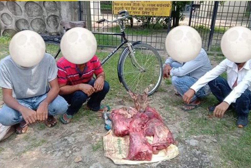 ठूलो मात्रामा चित्तलको मासुसहित ४ पक्राउ