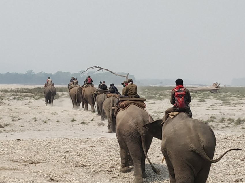 हात्तीको आक्रमण बढ्दैछ, रोक्ने उपाय के ?