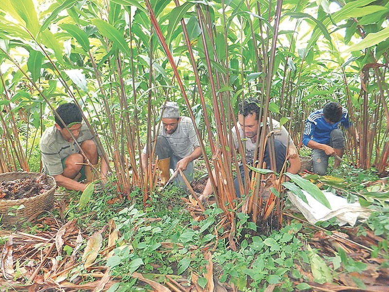 अलैँचीको बजार मूल्यमा उत्साह