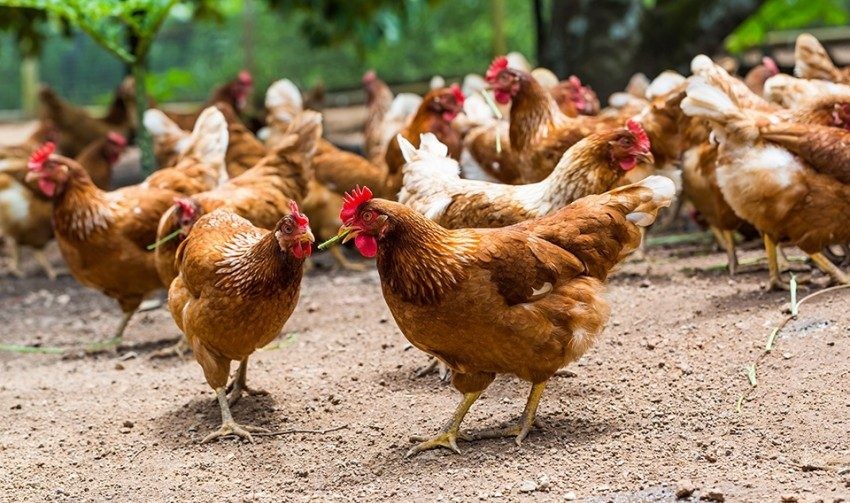 नमूना कृषक : कृषि फार्म सञ्चालन गरेर मनग्य आम्दानी