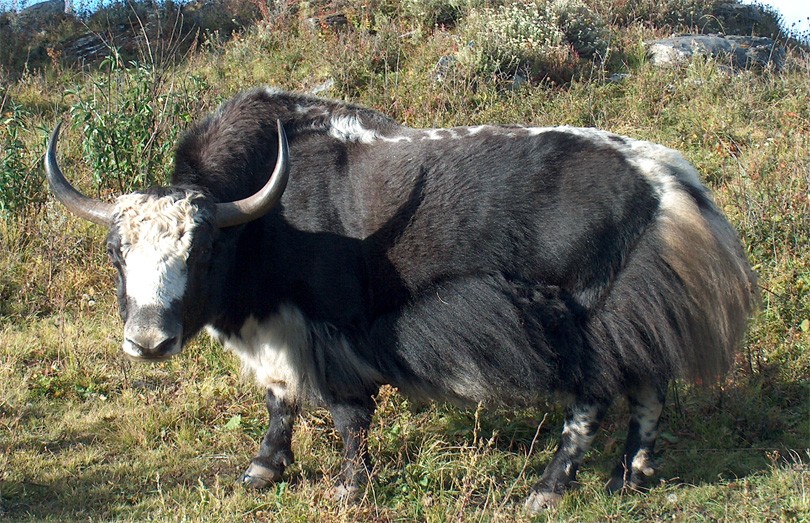 सीमानाका बन्द हुँदा याकका सङ्ख्यामा वृद्धि