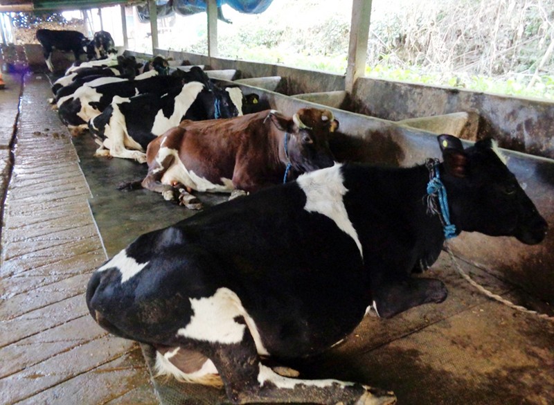 मजदुर आन्दोलनले गाई भैँसी भोकै