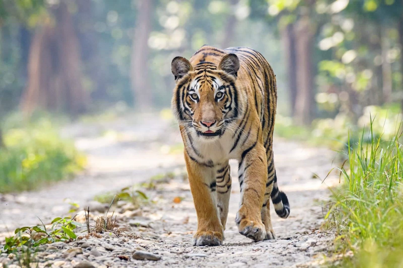 राप्तीपारी पुनः पाटेबाघ देखियो, स्थानीयबासी त्रसिद