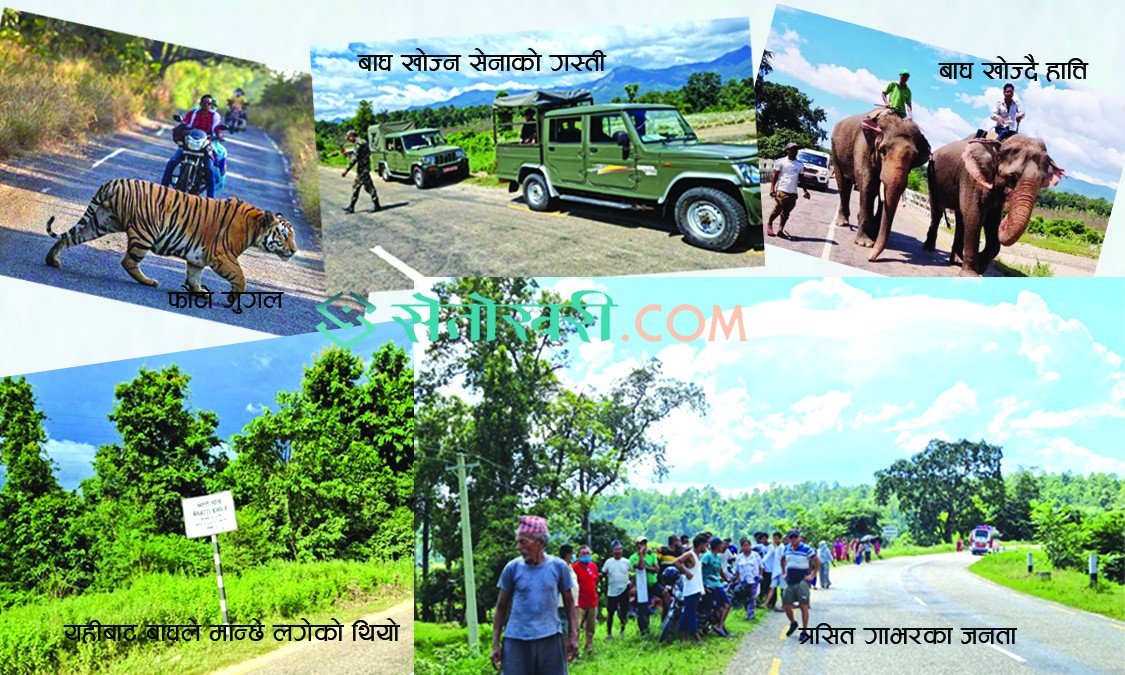 महेन्द्रराजमार्गमा मान्छे खाने बाघको ‘मार्चपास’, नियन्त्रणमा लिन हात्ती र सेना परिचालन