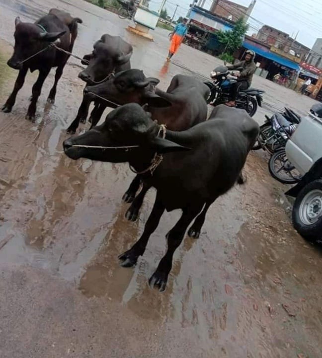 भारतबाट ल्याइएको ४ वटा अबैध राँगा प्रहरी नियन्त्रणमा