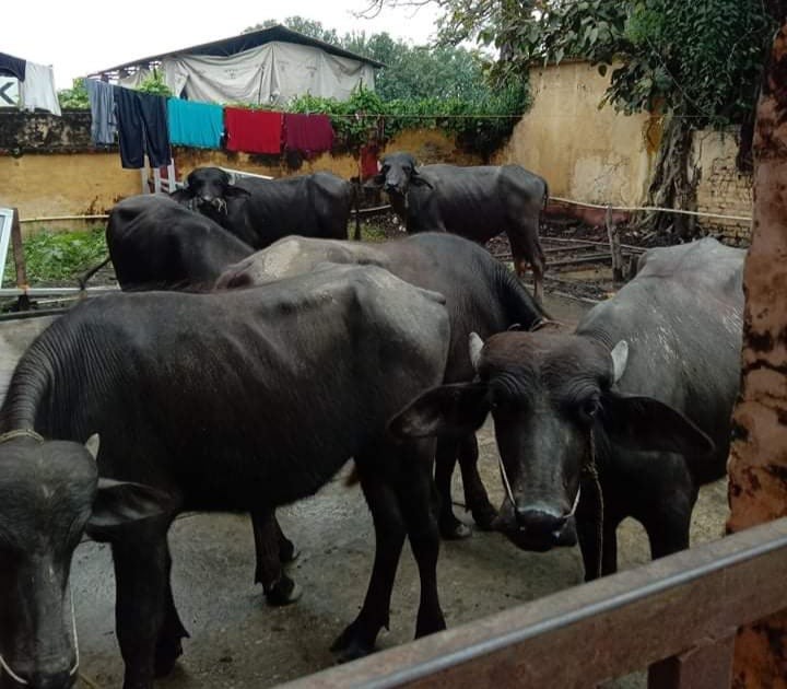अबैध राँगा नियन्त्रण