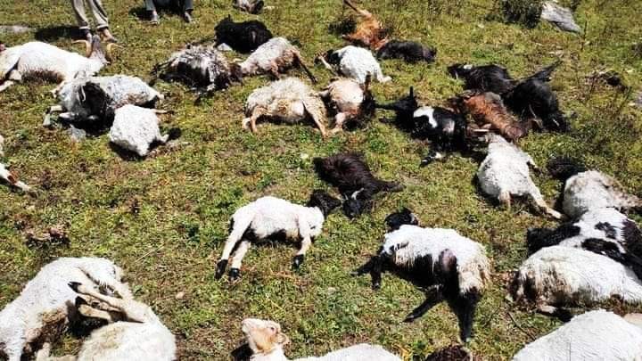 जुम्लामा चट्याङले ४० भेडा मरे ,१५ घाइते