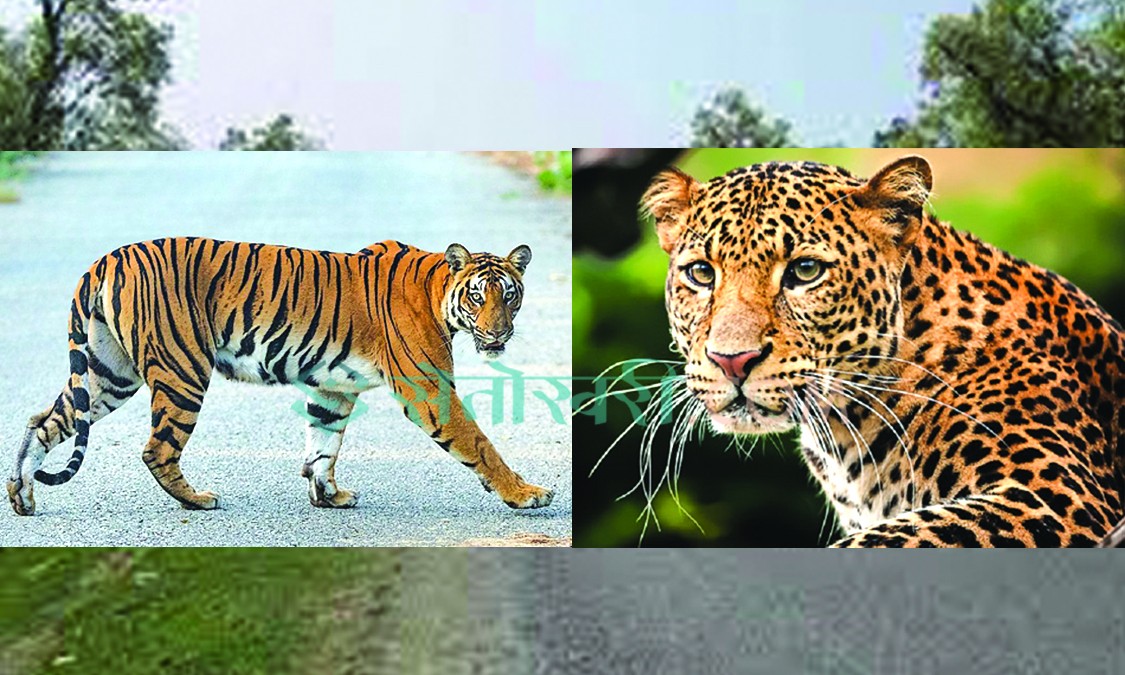 बर्दियामा बढ्दो बाघ आक्रमण : २३ जनाको मृत्यु, २५ जना घाइते