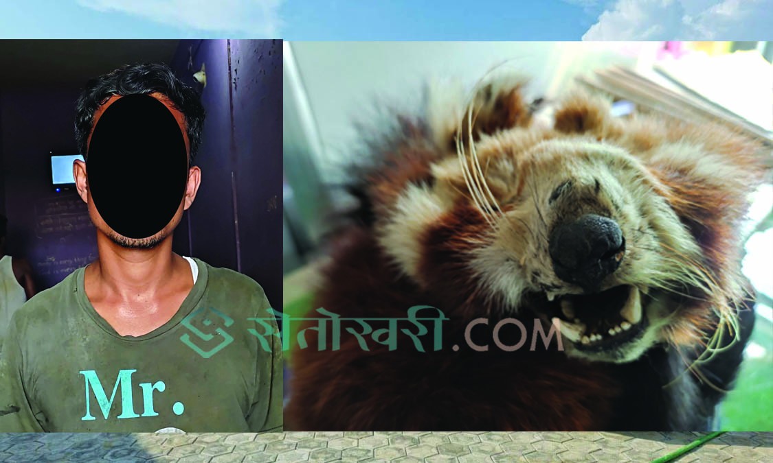 रेडपाण्डाको छालासहित जाजरकोटका सुनार पक्राउ