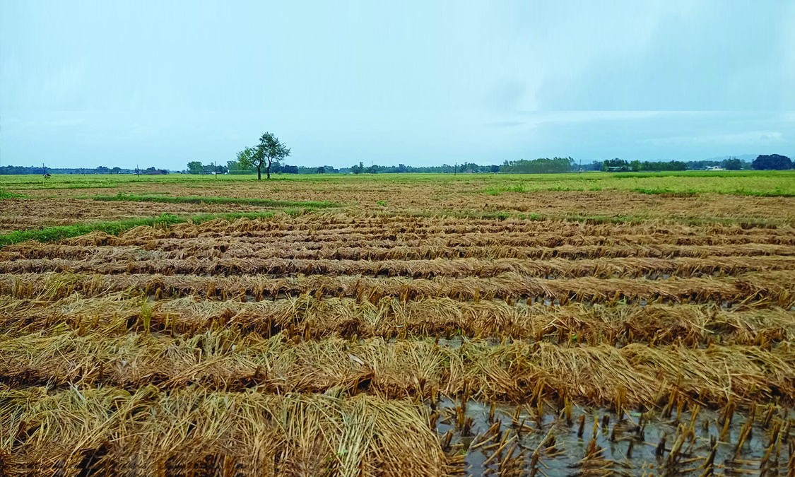 बेमौसमी वर्षाले पाकेको धानबाली नष्ट, किसानको विचल्ली