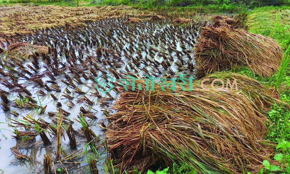 बेमौसमी वर्षाले बाँकेमा १० प्रतिशत धान नष्ट