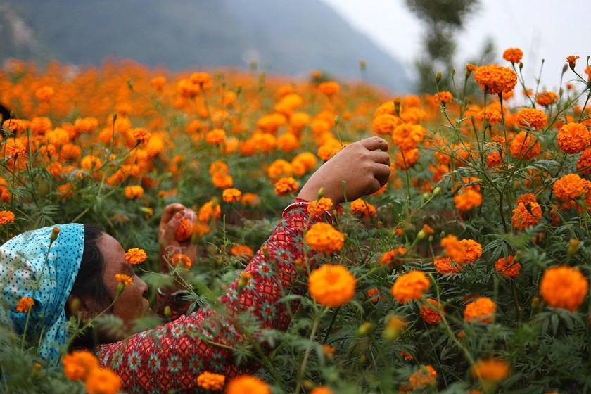 टिप्ने बेलामा फूल नष्ट : तिहारलाई ५० हजारभन्दा बढी सयपत्री फूलको माला आयात हुँदै
