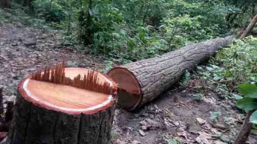 मुग्लिङ–पोखरा सडकखण्ड विस्तारका लागि रूख काट्न सुरु