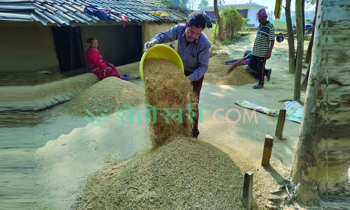 बाँके र बर्दियाका किसान सस्तोमा धान बिक्री गर्न बाध्य