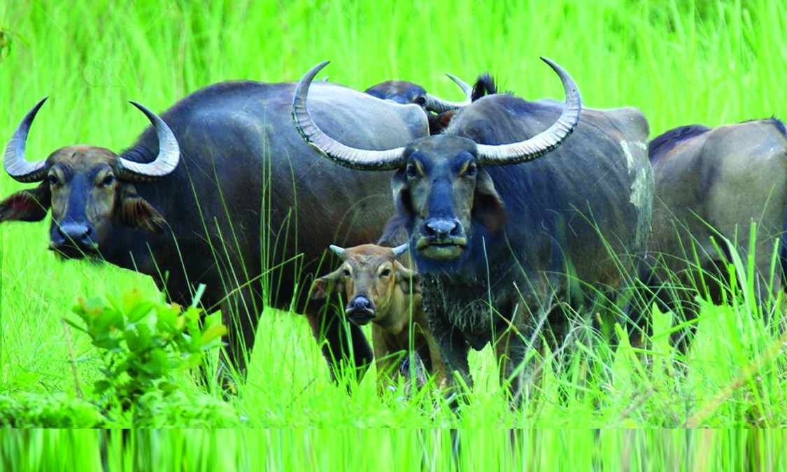 चितवनमा अर्ना बचाउनै मुस्किल
