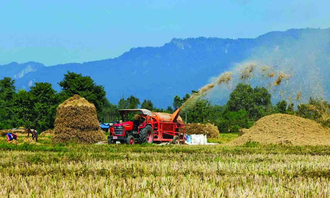 धान पकेट क्षेत्रकै बासिन्दा आयातित चामलमा निर्भर