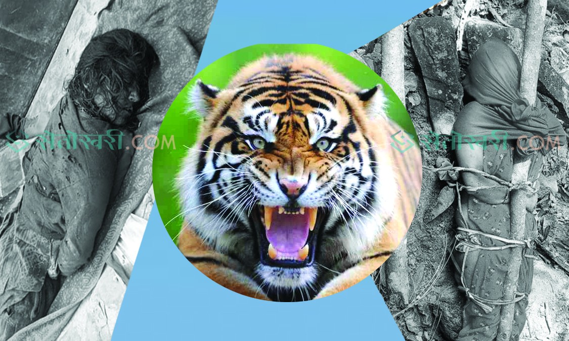 पुषमै बाघ आक्रमणको ५ घटना, २ जनाले अनाहकमा ज्यान गुमाए