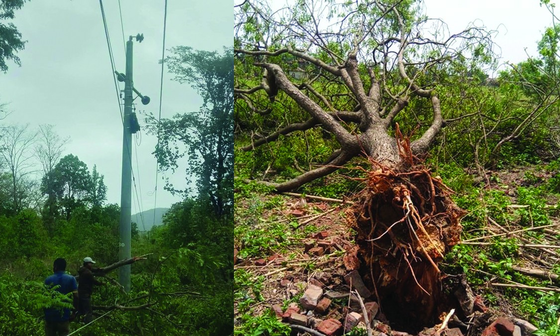 लुम्बिनीमा रुख ढल्दा कर्णालीमा विद्युत् सेवा अवरुद्ध
