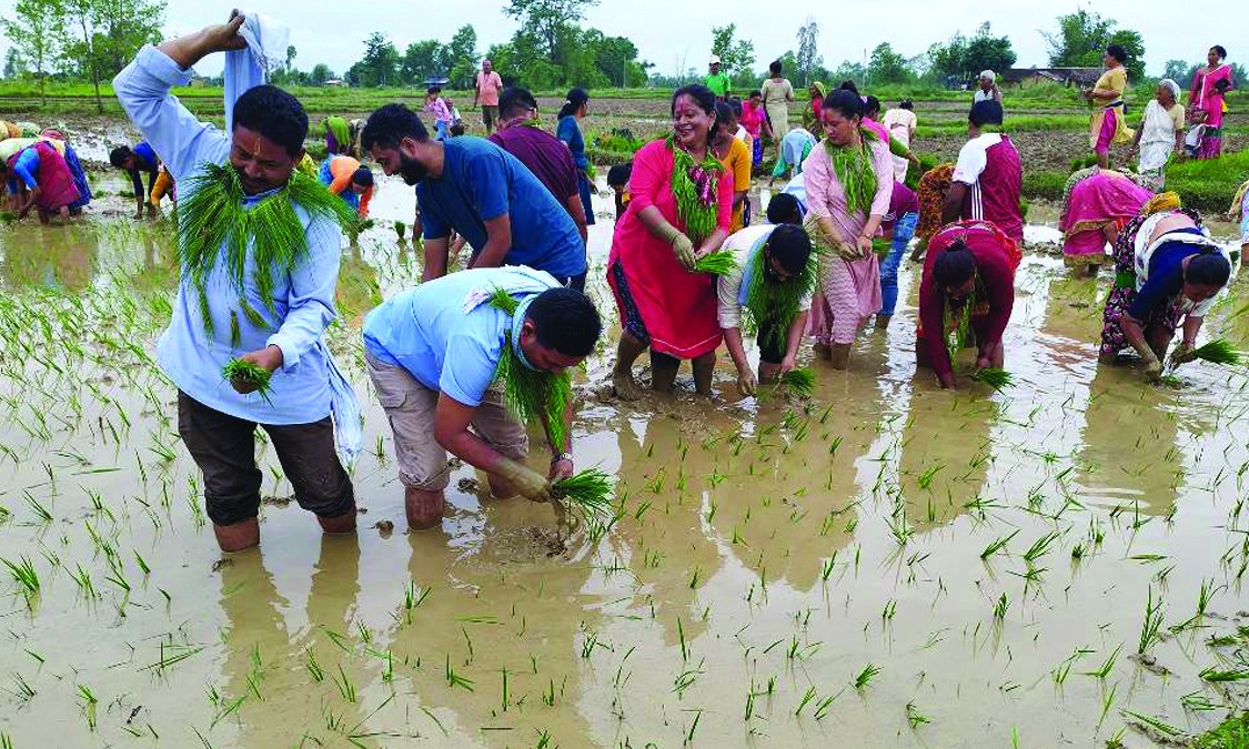 मल र पानीको अभाव : बाँकेमा ३ प्रतिशतमात्र धान रोपाइँ